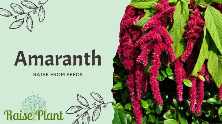 Growing Amaranth from Seeds: A Comprehensive Guide to Cultivating the Perfect Crop