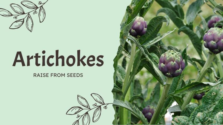 A Beginner’s Guide to Growing Artichokes from Seeds