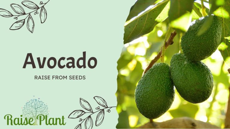 Grow Avocado from Seeds: A Fun and Rewarding Activity