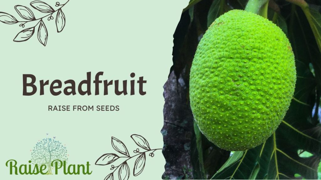 Breadfruit Raise From Seed