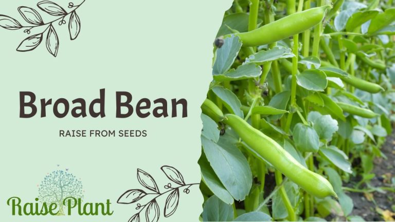 The Ultimate Beginner’s Guide to Growing Delicious Broad Beans from Seeds