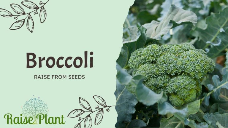 From Seed to Savory: A Comprehensive Guide to Growing Nutritious Broccoli in Your Own Garden