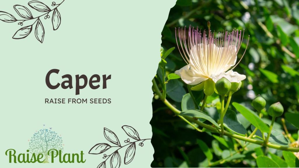 Caper Raise From Seeds