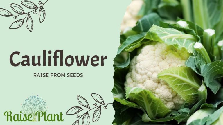 From Tiny Seeds to Delicious Heads: A Comprehensive Guide to Growing Perfect Cauliflower at Home.