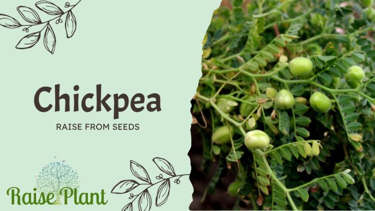 From Seed to Superfood: A Comprehensive Guide to Growing Nutritious Chickpeas