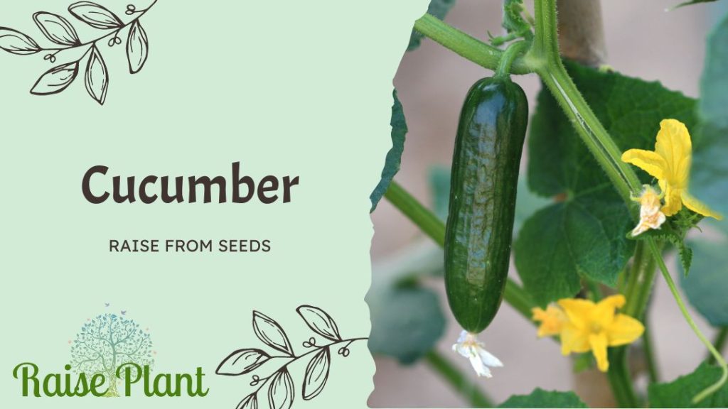 Cucumber Raise from Seeds