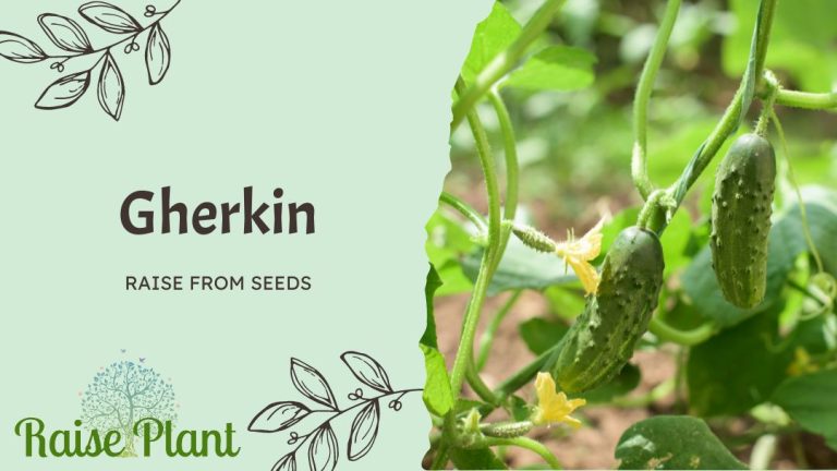 Grow Gherkin Seeds: The Freshest Way to Enjoy This Pickling Favorite