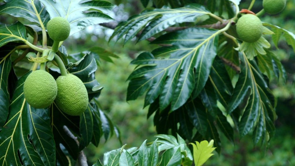 Healthy Breadfruit Plants
