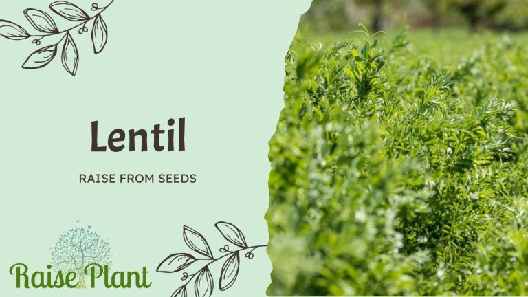How to Grow Lentils from Seeds: A Guide to Nutritious, Homegrown Food