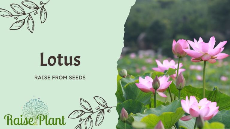 From Tiny Seeds to Majestic Flowers: A Comprehensive Guide to Growing Lotus from Scratch