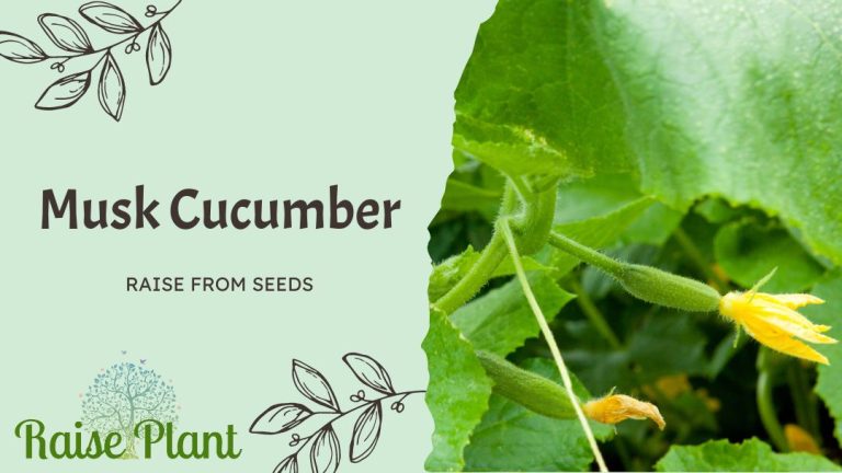 Growing Musk Cucumbers: A Comprehensive Guide to Cultivate the Perfect Crop from Seeds