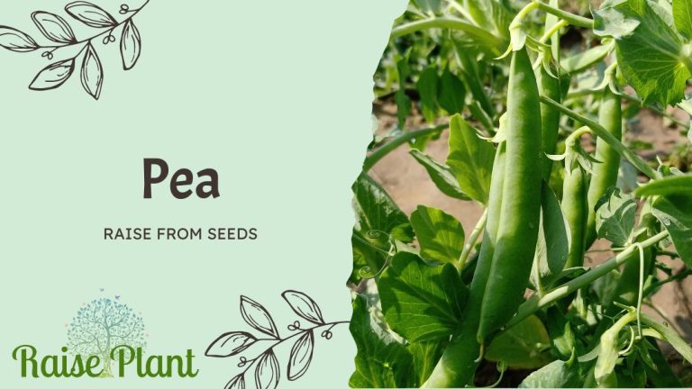 Grow Peas from Seeds: A Comprehensive Guide