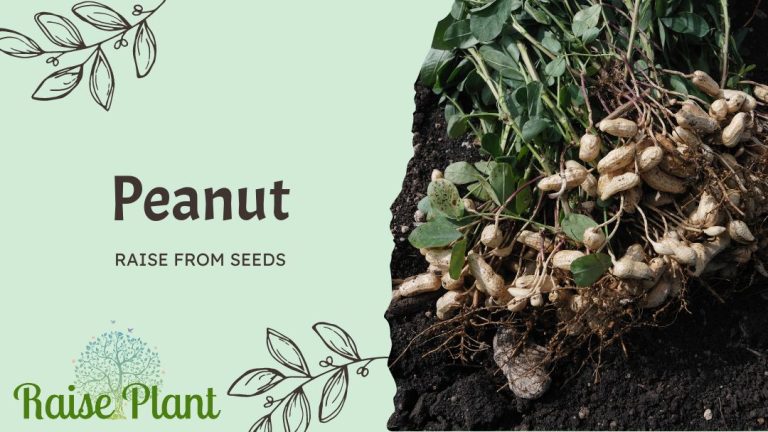 The Complete Guide to Growing Delicious Peanuts from Seeds: A Step-by-Step Approach