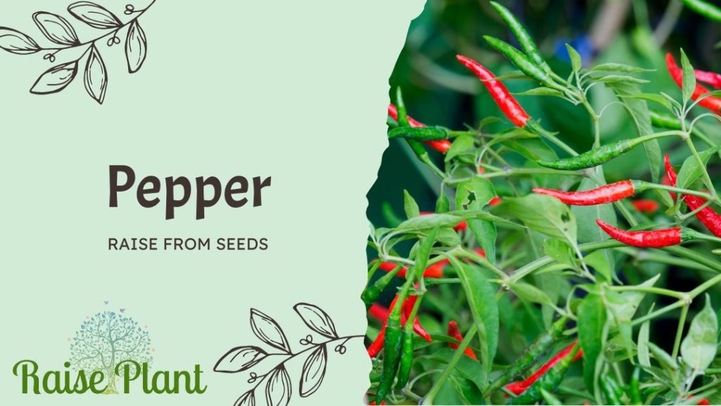 Pepper Raise from Seeds