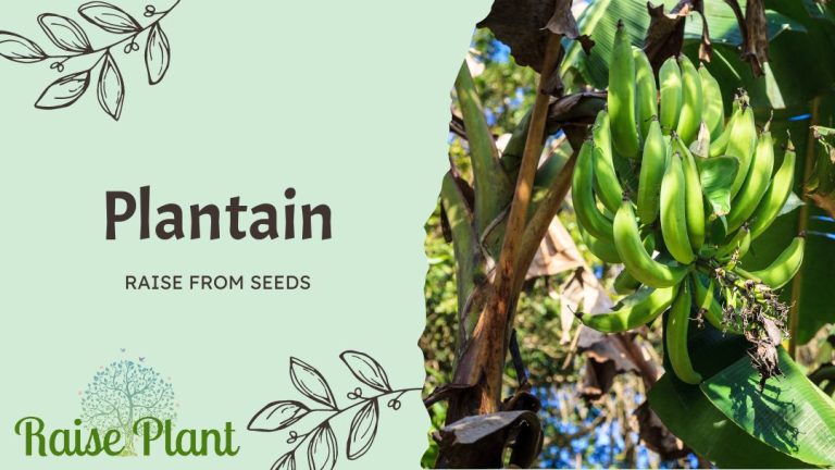Grow Plantain from Seeds: A Comprehensive Guide