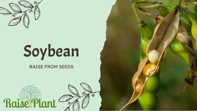 Growing Nutrient-Rich Soybeans: A Comprehensive Guide