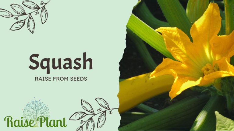 Grow Squash from Seeds: A Complete Guide to Harvesting Your Own Produce