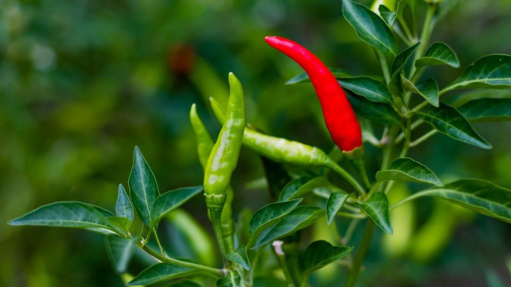 Tackling Disease of Pepper Plant