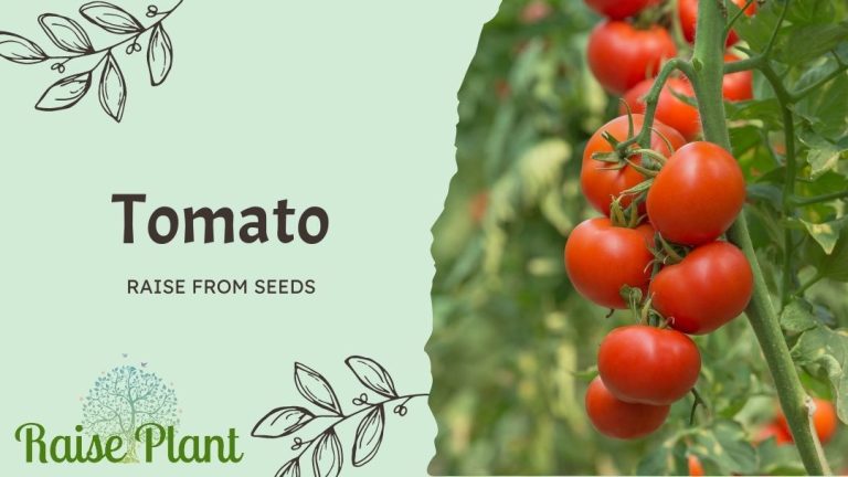 The Art of Growing Tomatoes: From Seed to Harvest