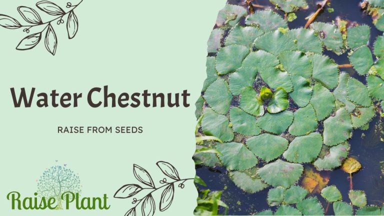 Grow Water Chestnut from Seeds: A Comprehensive Guide