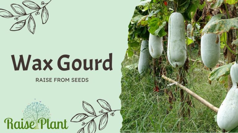 From Seed to Savory: A Comprehensive Guide to Growing and Harvesting Wax Gourd
