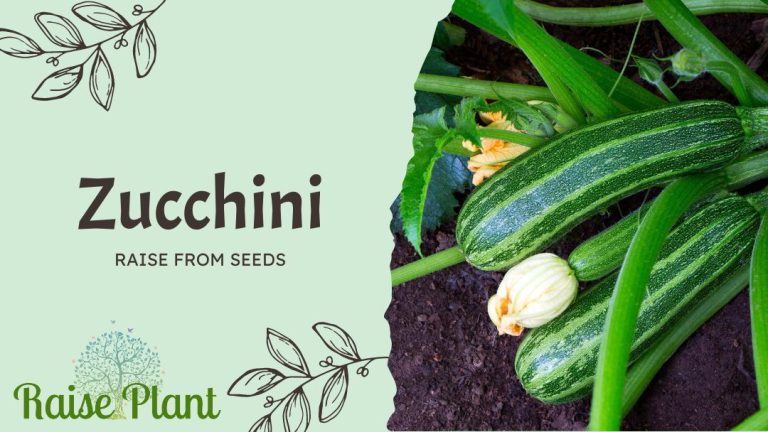 Grow Zucchini from Seeds: An Epicurean’s Guide