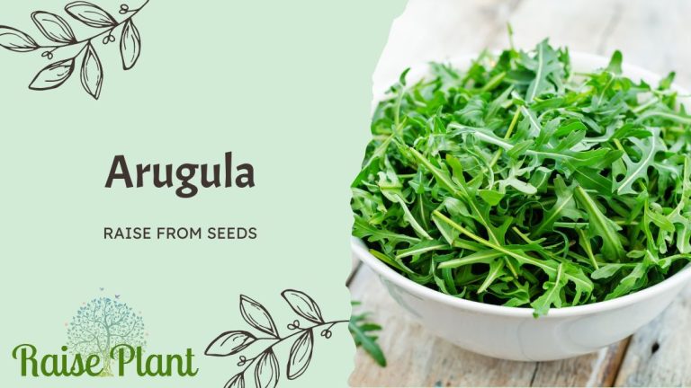 From Seed to Salad: A Comprehensive Guide to Growing Arugula