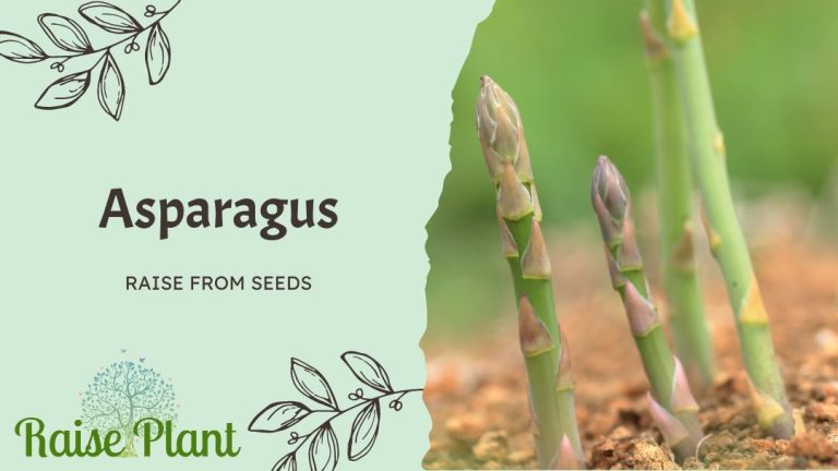 From Seed to Spears: A Comprehensive Guide to Growing Asparagus at Home