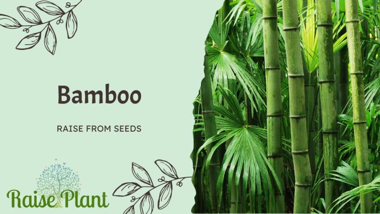 Growing Beautiful Bamboo: A Comprehensive Guide From Seed to Sprout