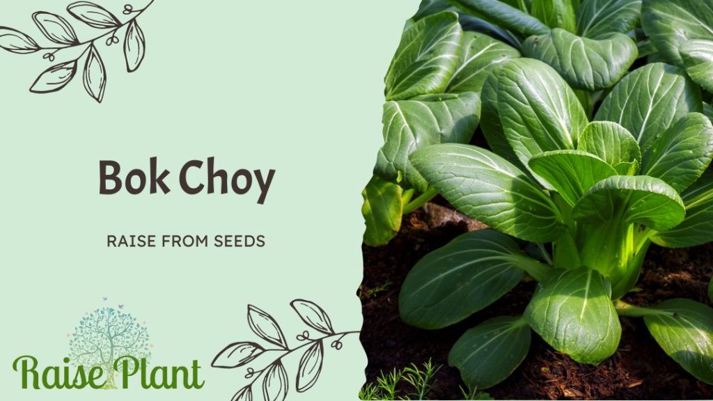 Bok Choy Raise from Seeds