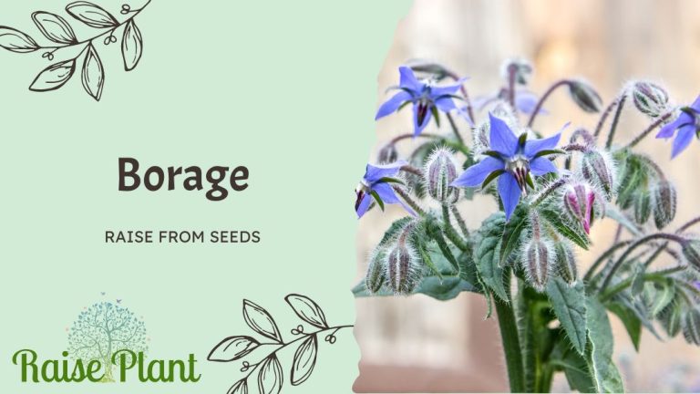 Growing Borage from Seeds: Your Sustainability Garden Guide