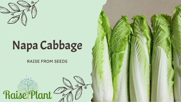 Grow Napa Cabbage from Seeds: A Delicious and Fulfilling Experience