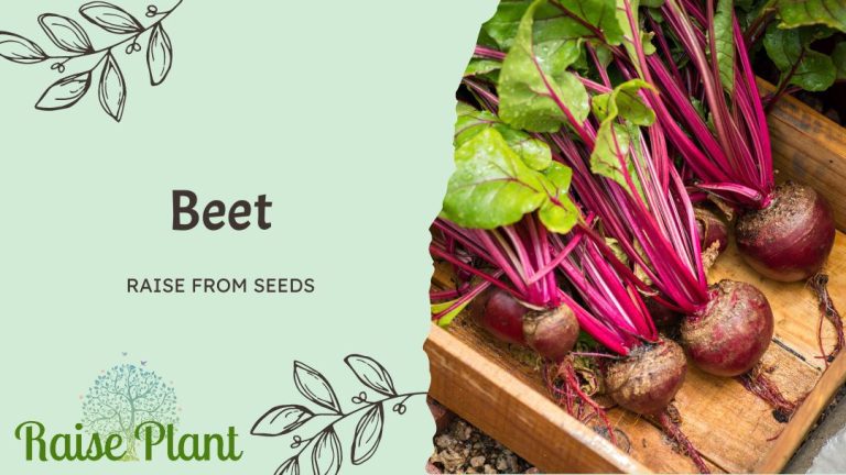 From Seed to Beet: A Comprehensive Guide to Growing Delicious Beets in Your Garden