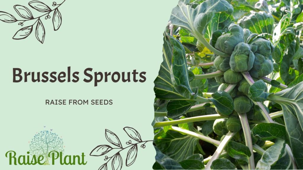 Raise Brussels Sprouts from Seeds