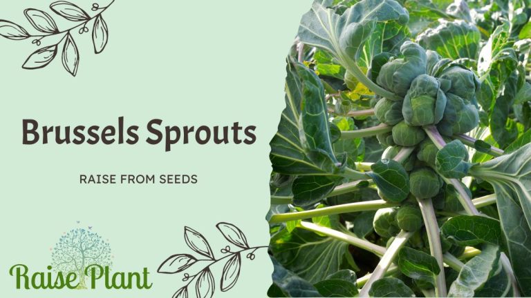 From Seed to Sprout: A Comprehensive Guide to Growing Perfect Brussels Sprouts