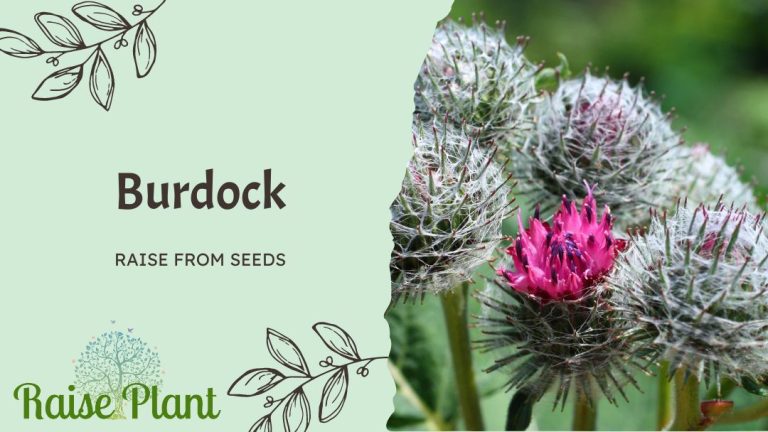 Grow Burdock from Seeds: A Wise Choice for Your Health