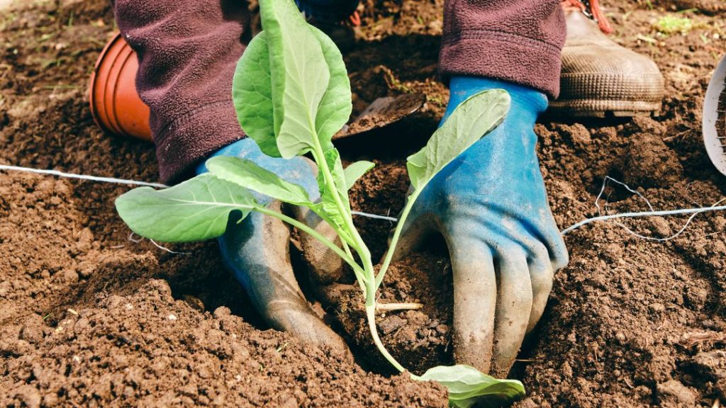 Transplanting Brussel Sprouts Seedlings
