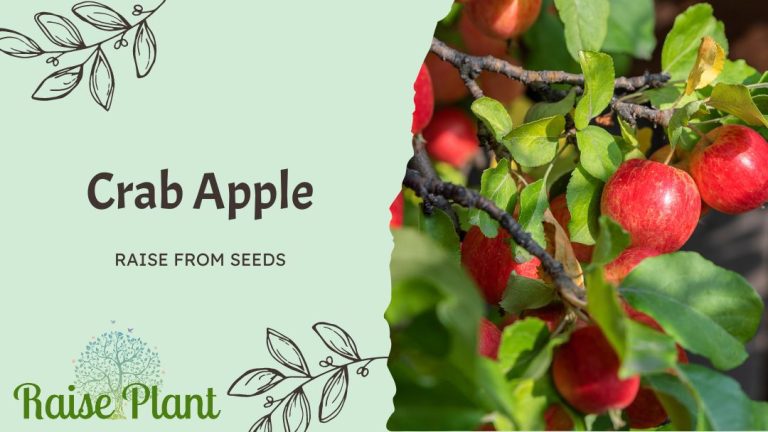 Grow Crab Apple from Seeds: Expert Secrets Revealed