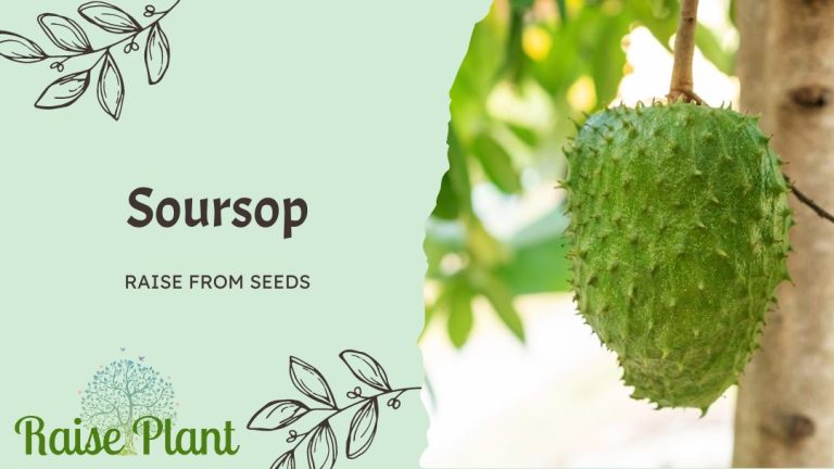 Grow Soursop from Seeds: Unlock the Secrets of Cultivating Luscious Soursop Plants
