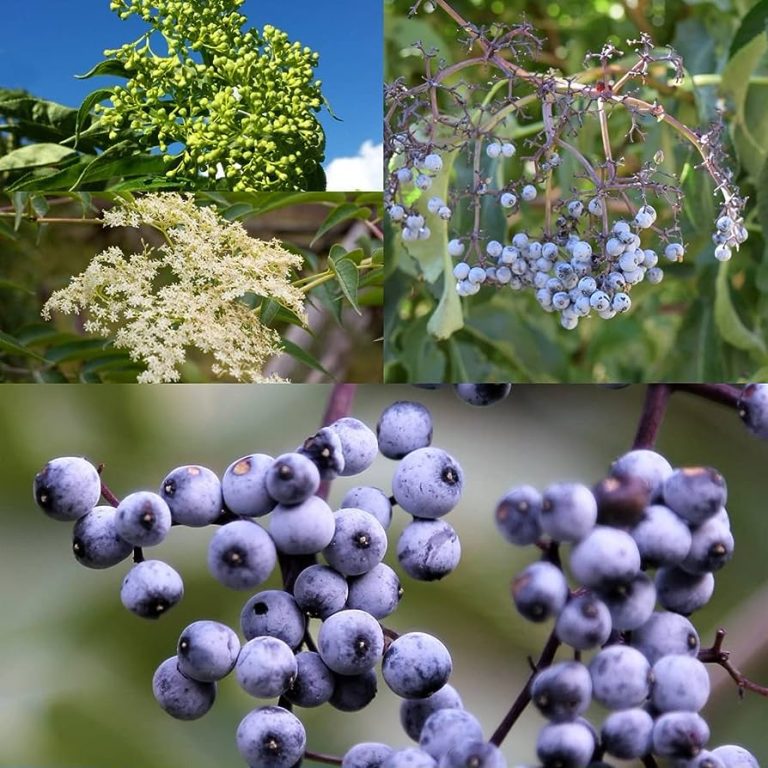 Grow Elderberry from Seeds