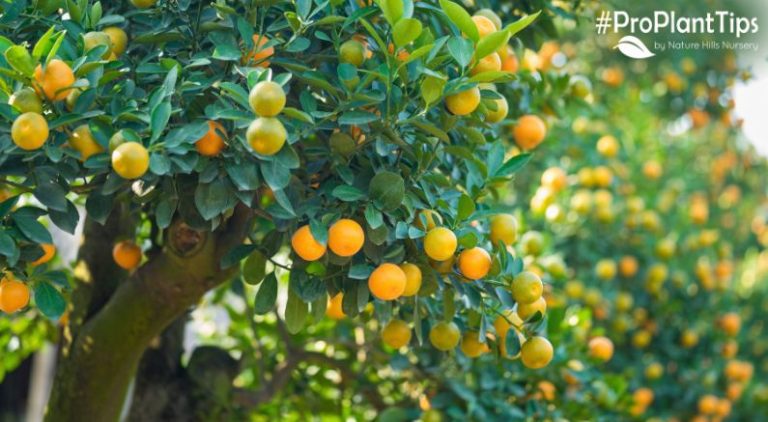 Grow Grapefruit from Seeds: Unlock Your Citrus Oasis