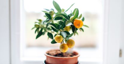 Grow Kumquat from Seeds: Expert Tips for a Thriving Harvest