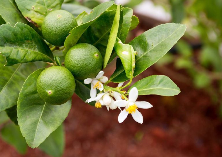 Grow Lime from Seeds: A Complete Guide to Cultivating Zesty Lime Trees