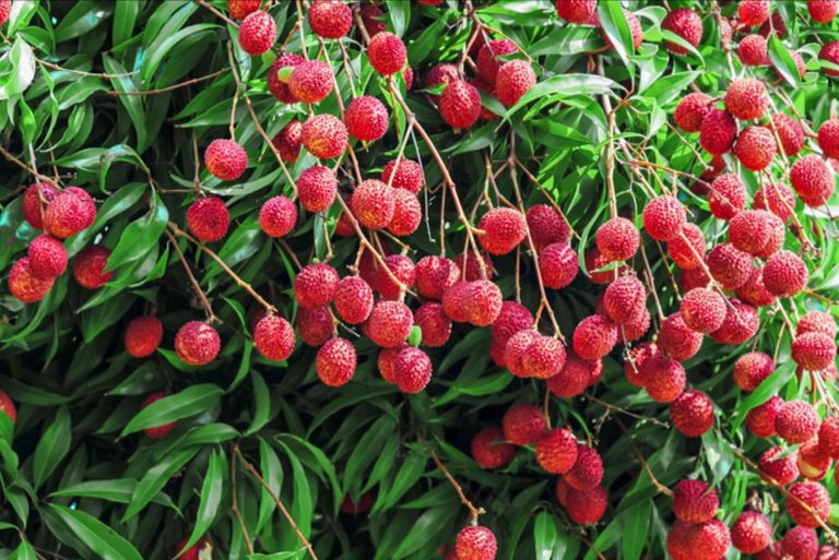Unlock the Secret to Successful Lychee Seed Growth