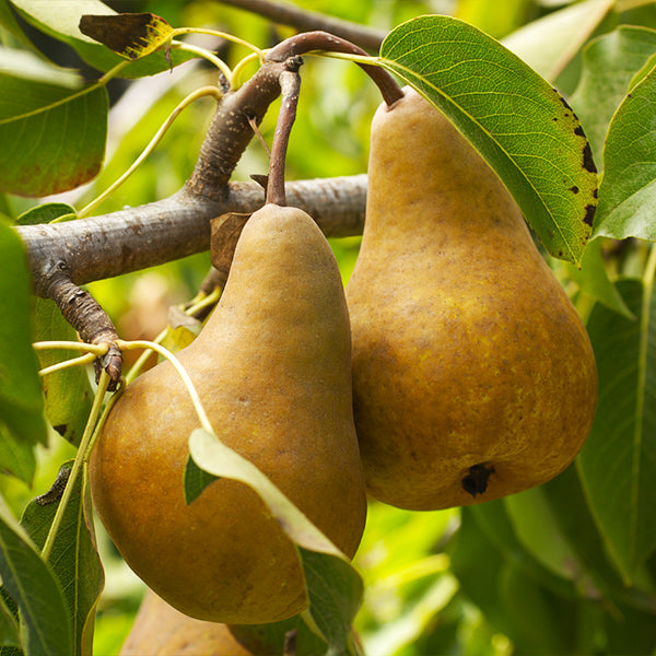 Grow Pears from Seeds  : Unlock the Secrets of Successful Pear Cultivation