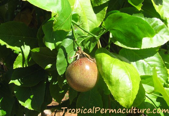 Grow Tamarillo from Seeds