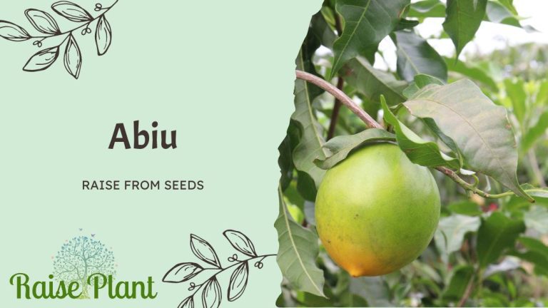 Grow Abiu from Seeds: Insider Secrets for Bountiful Harvests