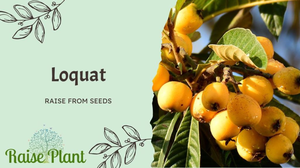 Grow Loquat from Seeds