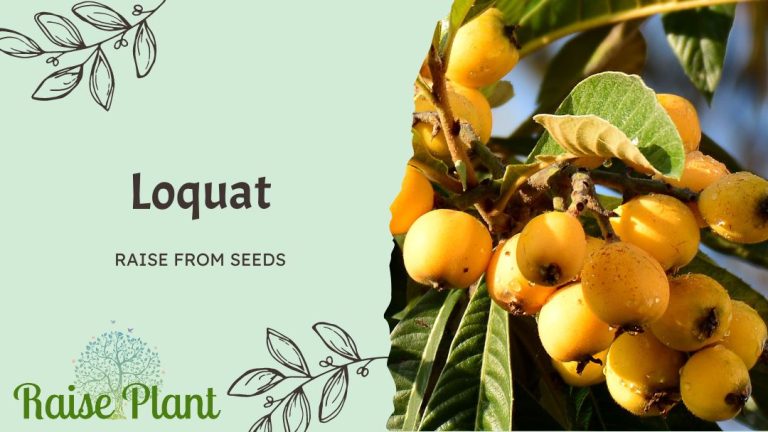 Grow Loquat from Seeds: The Ultimate Guide to Propagating a Bountiful Orchard